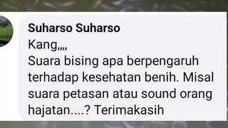 Apakah suara bising (petasan, petir, dll) berpengaruh terhadap pertumbuhan ikan lele ❓