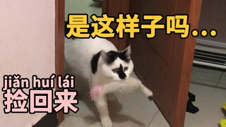养的猫能够听懂中文是一种什么体验…