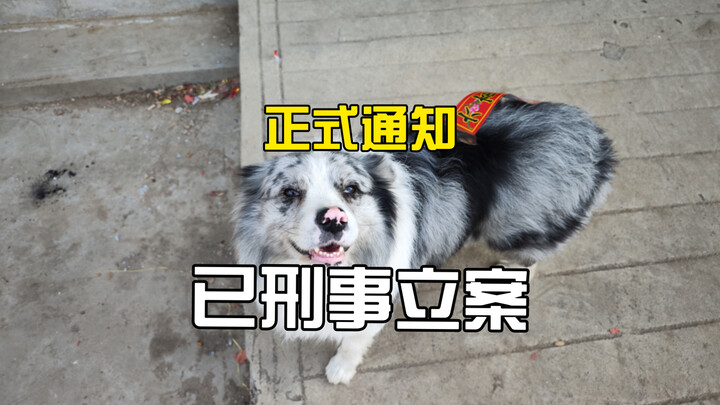 ผู้ลักสุนัขจะถูกดำเนินคดีอาญาตามกฎหมาย