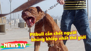 Những vụ chó Pitbull cắn chết người khủng khiếp nhất thế giới!