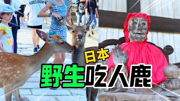 😂 Mọi người cũng đã gặp những chú nai con Nara hay cắn người chưa?!