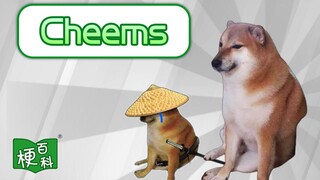 【梗百科】cheems是啥梗？