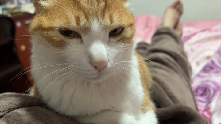 Cat: I hate certain inconsiderate people the most!