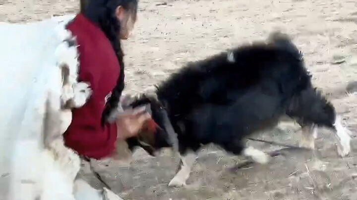 ลูกชิ้นเนื้อแกะก็คงมีเรื่องหนักใจเหมือนกันสินะ! ต่อให้สู้เท่าไหร่ก็สู้มนุษย์ไม่ได้