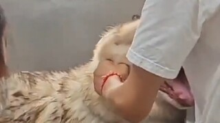 ฆ่าหมาแล้ว ฆ่าหมาแล้ว!!!