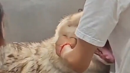 Dog killing! Dog killing!!!