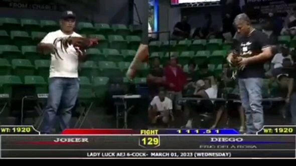 lupit ng mga manok ni eric dela rosa part6 (entry name: Diego)ladyluck AEj 6-cock derby march 1,2023