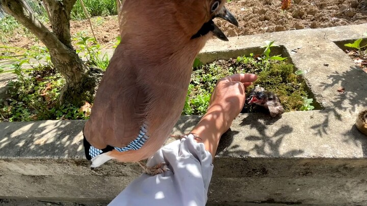 Bayi burung bulbul melihat seekor gagak pinus yang lewat dan mengira itu adalah ibunya.