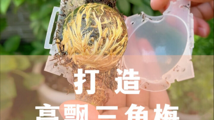 三角梅的旺长枝剪掉就亏了，教你打造漂亮的高飘三角梅