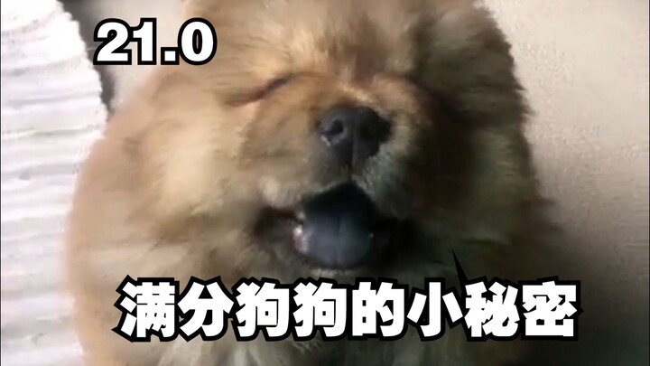 Rahasia Anjing Sempurna 21.0