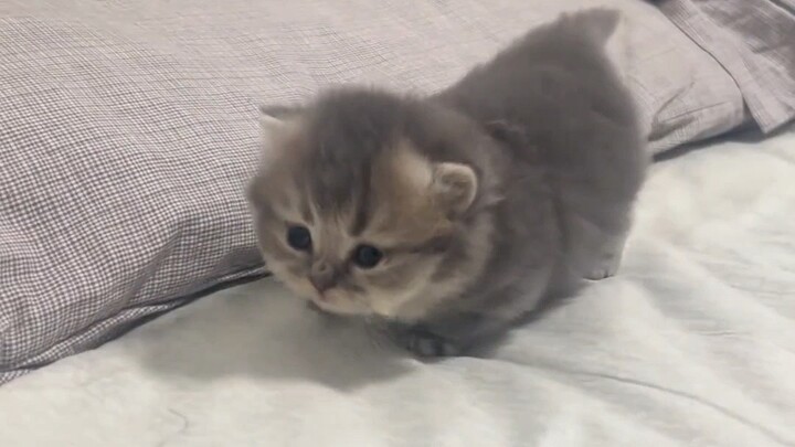 น่ารักมากเลย ลูกแมวตัวอ้วนที่เพิ่งหัดเดิน