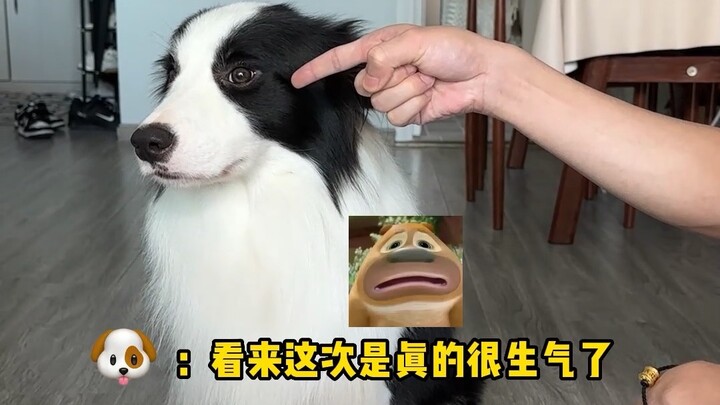 When a puppy gets scolded for making a mistake, it actually puts on two different faces?