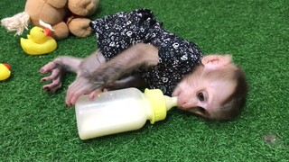 Milk, Toys and fun for Mino monkey