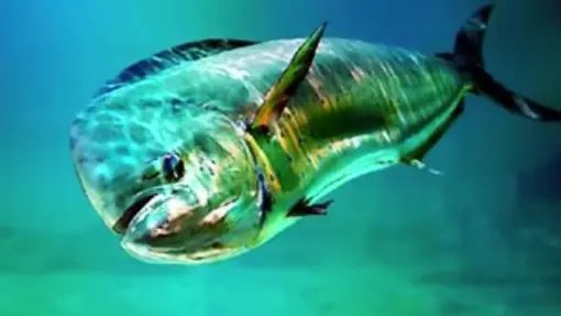 5 Bizarre Fish, You've Probably Never Heard Of Before