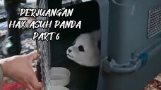 PERJUANGAN HAK ASUH PANDA PART 6
