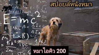 หมาอะไรโคตรฉลาด iQ 200 | benji ชื่อนี้มีแต่หมา [สปอยล์]