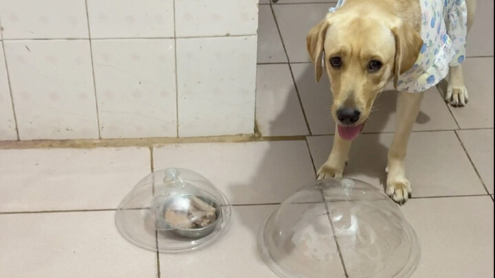 Dog: Eating a meal is such a hassle.