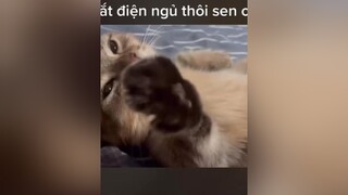 Tắt điện ngủ thôi sen ! xuhuong mèo cat mèo