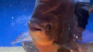 A fish that loves eating sausages actually smiled after finishing them—yes, it smiled!