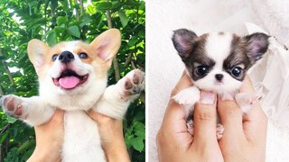 Cute baby animals Videos Compilation cutest moment of the animals - Cutest Puppies #5