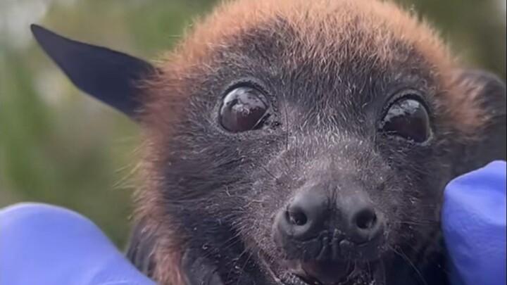 “Kelelawar buah pada dasarnya adalah anjing kecil yang bisa terbang…”