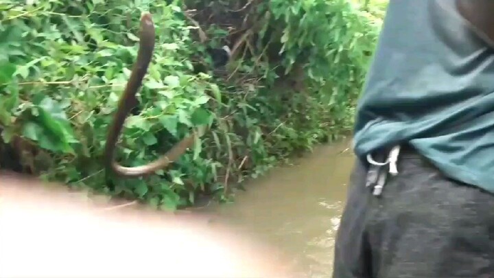 Mancing BELUT/LIDU menggunakan JARUM JAHIT!?!    Link lengkap: https://youtu.be/afSopy387s8