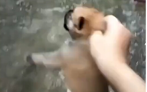 How to Quickly Get That Playful Dog Mom to Come Home