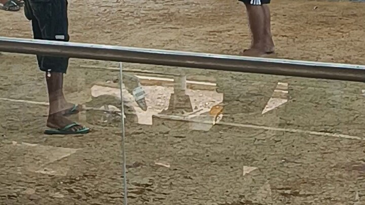 roxas cockfight arena