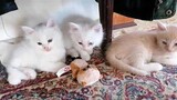 Cute Adorable Kitten That Was Born Inside The Cabinet Playing Together