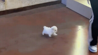 这是谁教它这么走路的