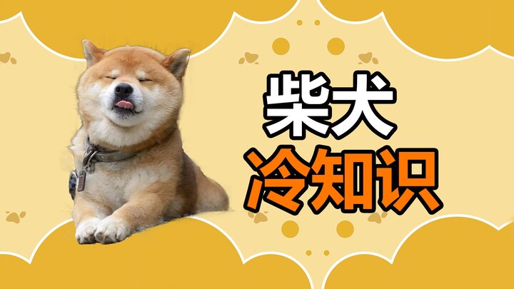 Kiến thức thú vị về Shiba Inu: Nuôi Shiba Inu thực ra khá ổn, chỉ có điều hơi “nóng trong”!