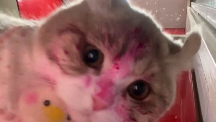 "Cat Team Leaves the Big Stage"