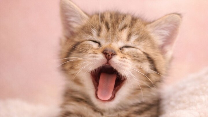 小奶猫打哈欠太可爱了 🐱