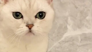 Tôi cảm thấy mình giống như một chú hề tự mình gây ra...