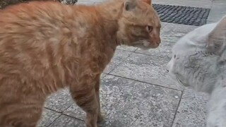 First time meeting a performing cat breed