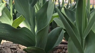 siapa disini suka bunga tulip?