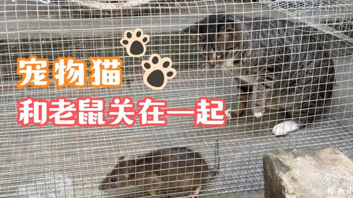 The cat can't catch the mouse. Xiao He put the cat and the mouse together. How can we know whether t