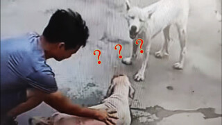 Kau Akan Tahu Bagaimana Anjing Membalas Dendam