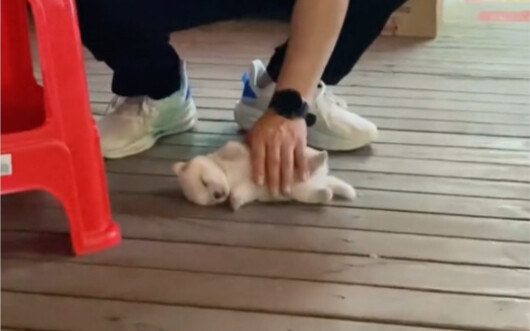 After the supermarket owner picked up a little puppy, he couldn’t focus on running the store anymore
