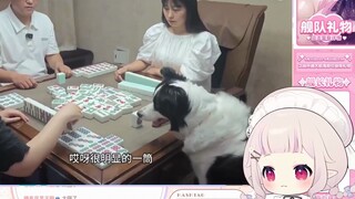 日本萝莉看《狗狗打麻将已经走火入魔》当场绷不住