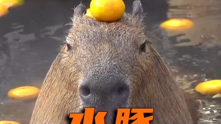 คาปิบารา  เจ้าแม่สังคมแห่งโลกสัตว์