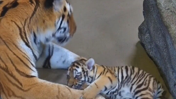Si anak harimau sangat menggemaskan, dipeluk erat oleh induk harimau yang sangat menyayanginya~