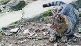 Ular Masuk Rumah Langsung Dihajar Sama Kucing / Ular Vs Kucing