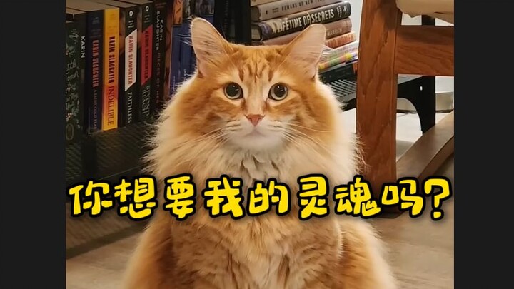 سيد برتقالي رائع المظهر