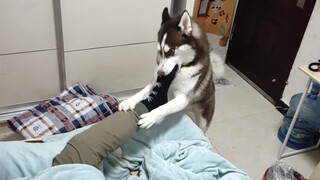 【Animal Circle】Husky: Testing the boundaries of death