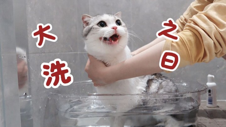 Một chú mèo hơn hai năm chưa tắm, nước rửa sẽ như thế nào?