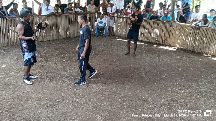 bulik vs talisay . hindi na nakabalik ang aking bulik nabayag daw