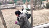 Jin Hu chasing around another panda
