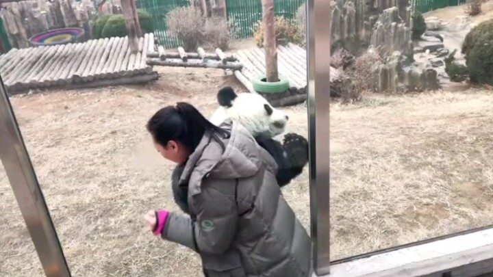 Jin Hu chasing around another panda