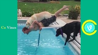 Try Not To Laugh Watching Funny Animal Fails Compilation November 2018 #1 - Co Vines✔